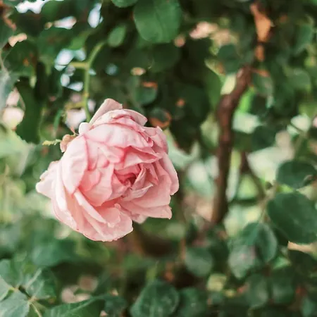 Fay's * Ιαλυσός Ρόδος