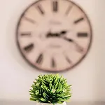 Fay's إياليسوس
