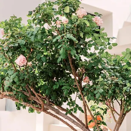 Fay's Апартаменты *